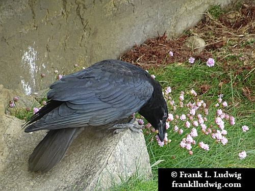 Ravens in Mullaghmore